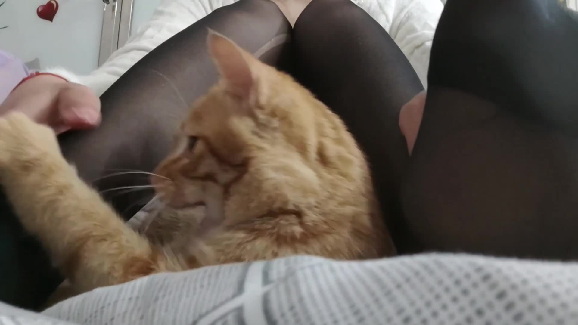 【精选助眠】菜菜cyl不好吃ASMR会员限定芦荟胶刮擦抓挠甜耳触发音合集 132